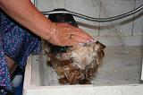BAIN - YORKSHIRE TERRIER 094